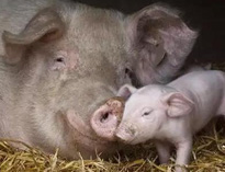 泔水不讓喂豬，舉報(bào)還有獎(jiǎng)，拿什么拯救你？